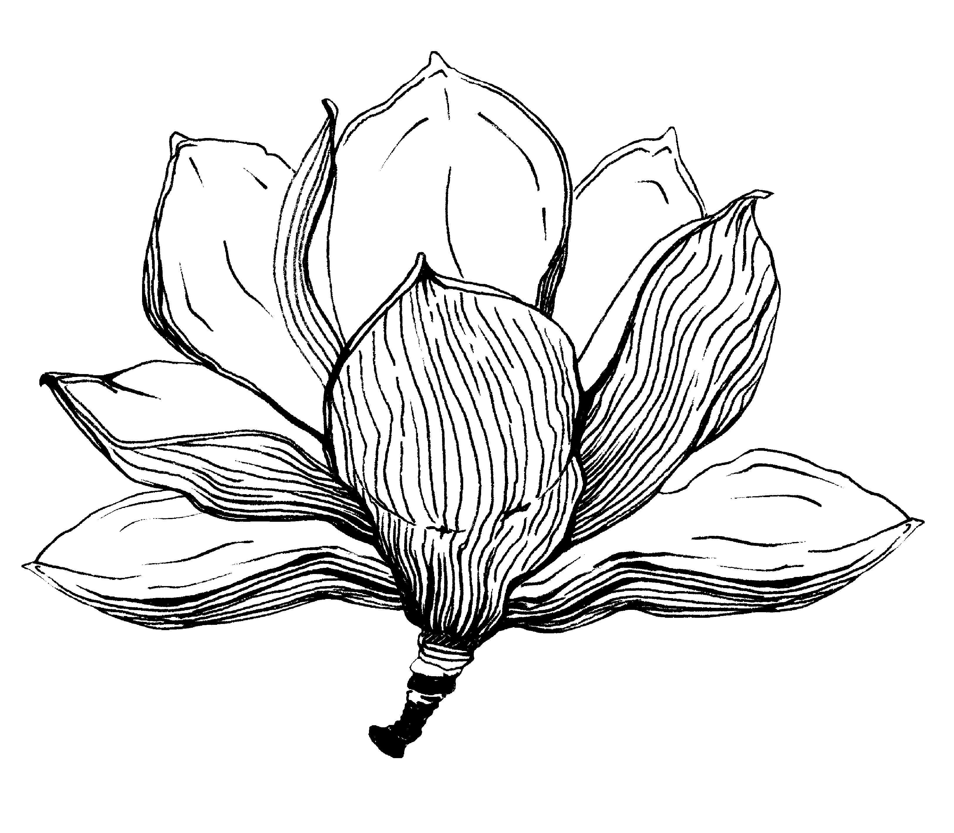 Hand-drawn magnolia flower